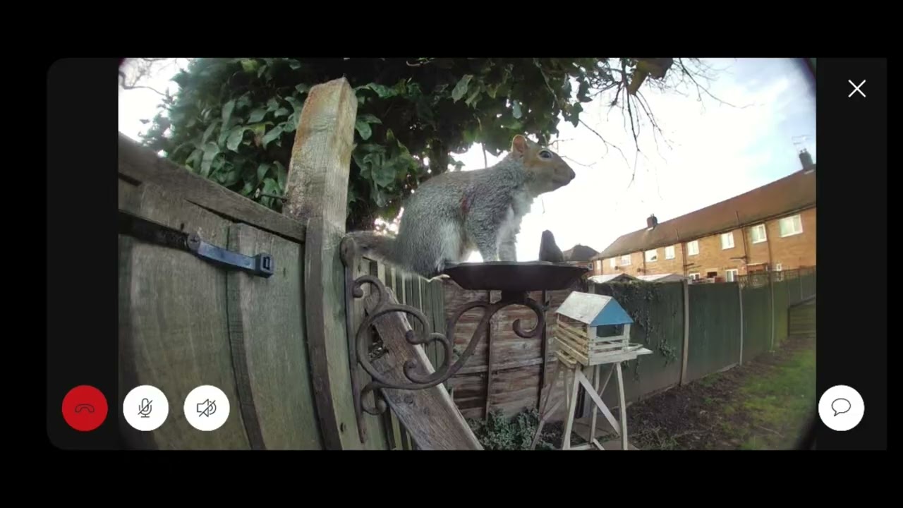 Birdtable 23 02 2026