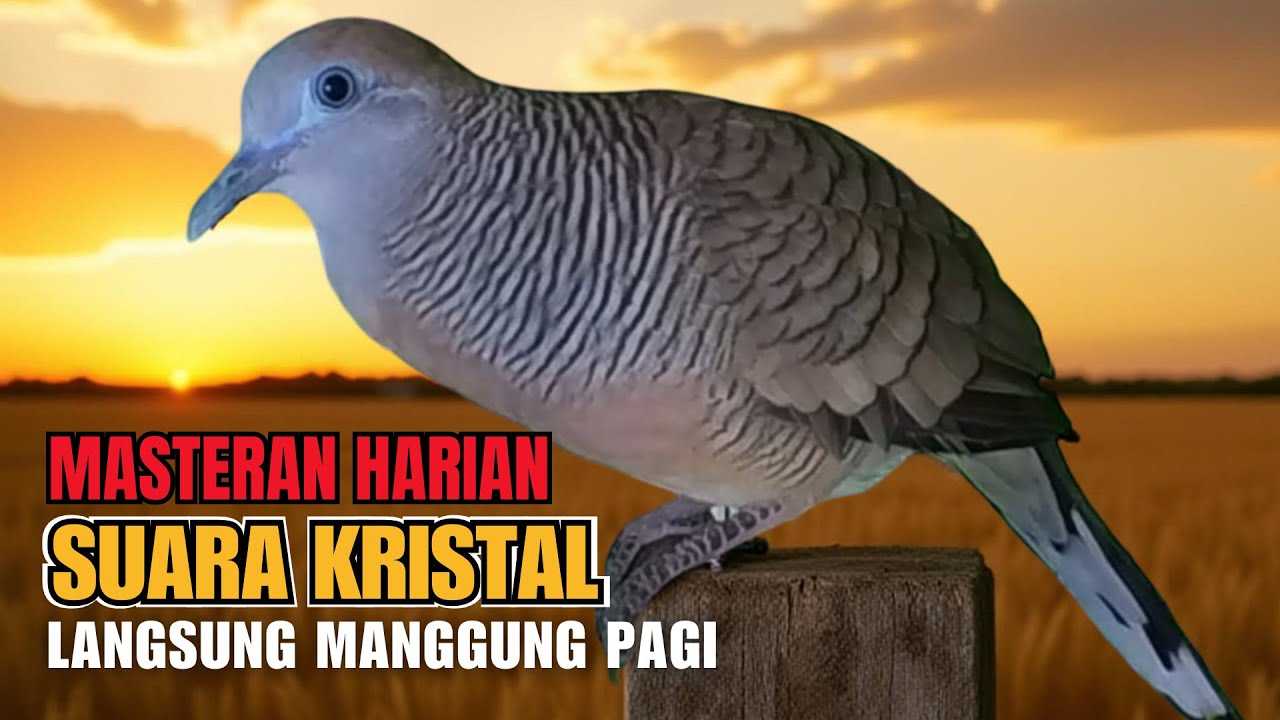 Perkutut Lokal Gacor RAJA PIKAT Ahlinya Bikin Semua Burung Perkutut Gacor Nyaut L13