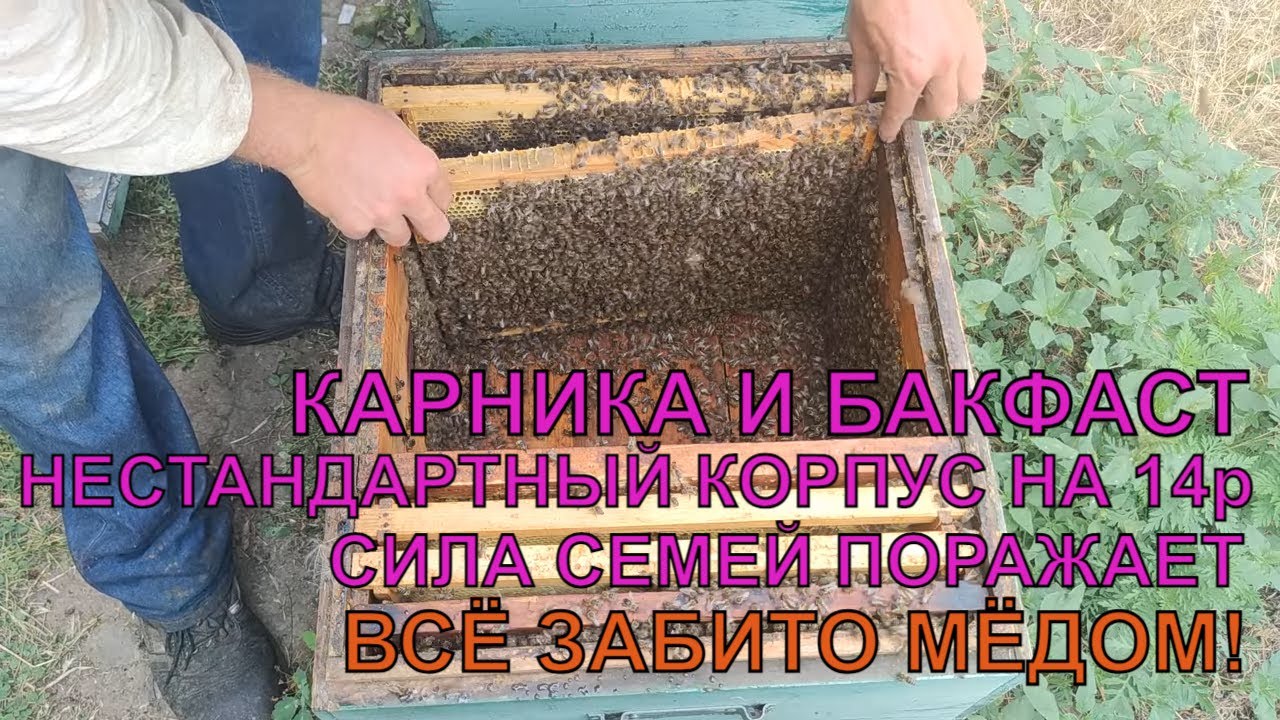 КАРНИКА И БАКФАСТ два улья ДВА БИДОНА МЁДА нестандартный корпусной улей на 14р дадан отбор мёда 😳🍯🐝