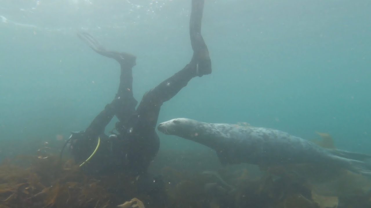 Snorkelling and Scuba Diving with Seals Lundy Island UK 4K