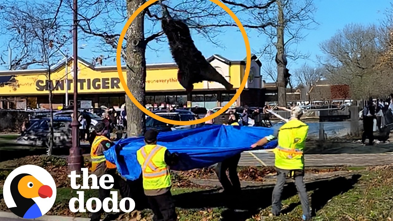 Rescuers Work Together to Save Black Bear Stuck in a Tree | The Dodo