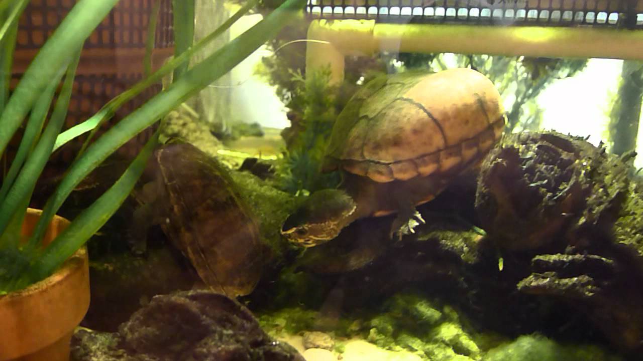 3-striped Mud Turtle Rehab - October 2011
