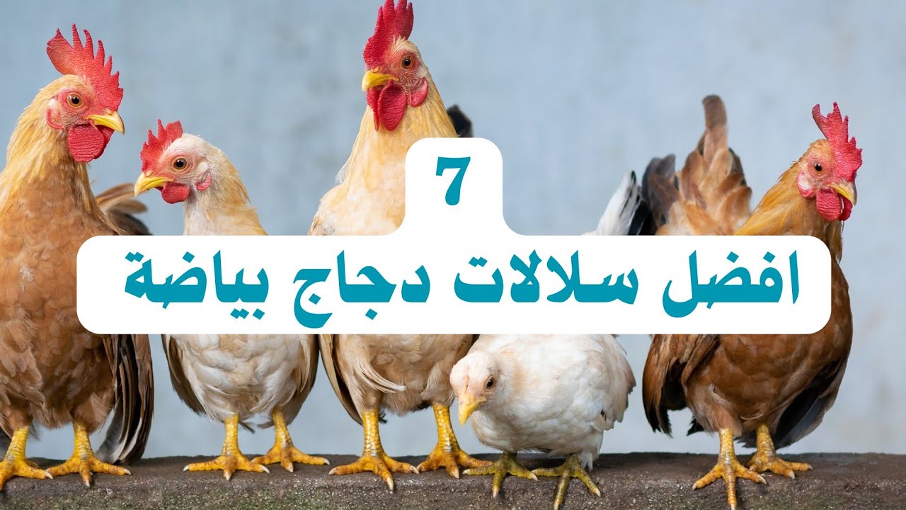 أفضل 7 سلالات دجاج بياضة 🐔 لإنتاج البيض بغزارة 💰 | اختر السلالة المناسبة لمشروعك