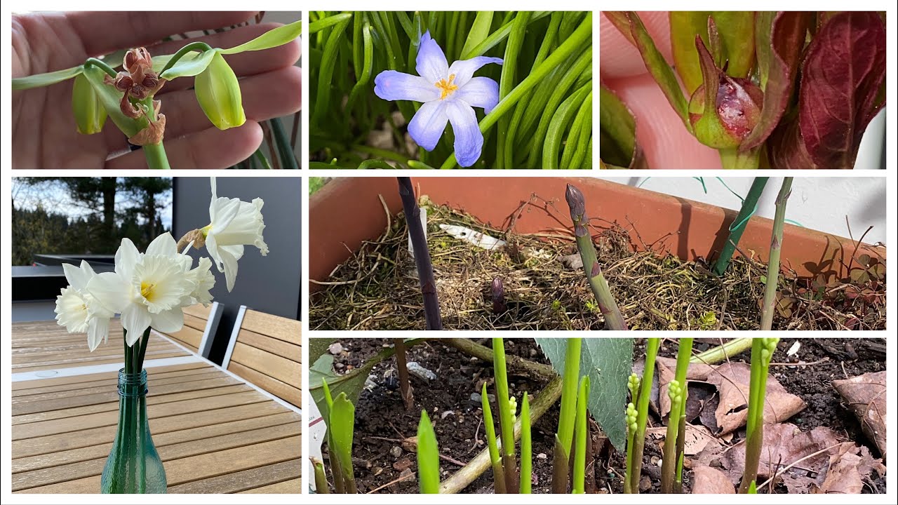 Garden Update (Apr 02) - more sprouts unfurling and new flower buds forming
