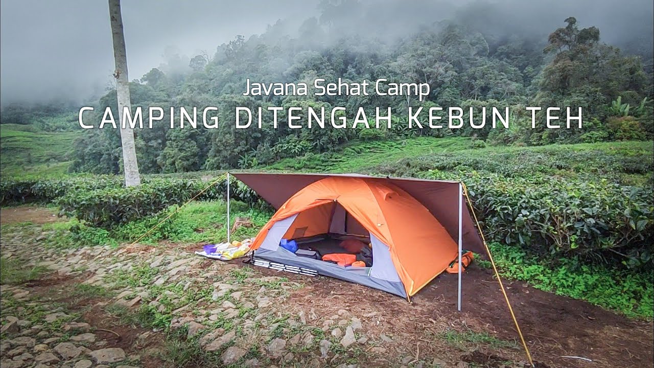Camping Di tengah Kebun Teh - Wisata javana sehat Puncak