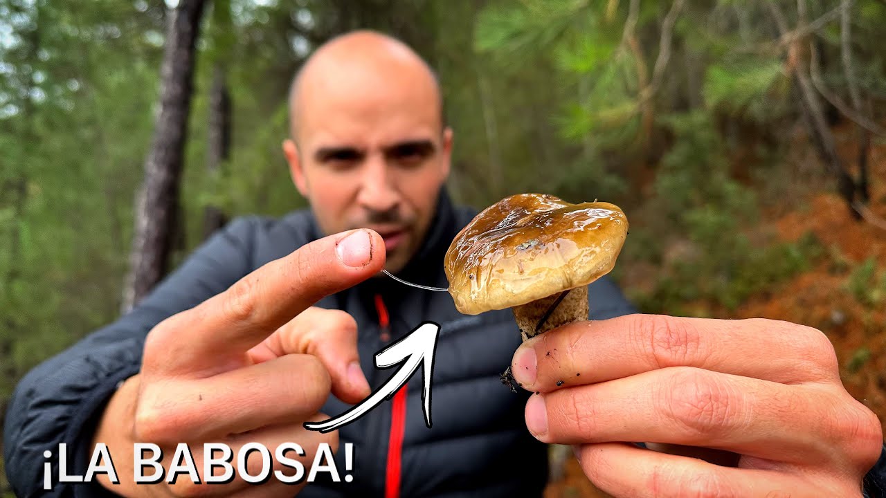 NÍSCALOS Y LLANEGAS 🍄 EN PLENA TORMENTA ⛈️