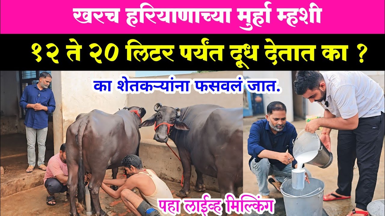 खरच हरियाणाच्या मुर्हा म्हशी १२ ते २० लिटर पर्यंत दूध देतात का ? || पहा माहिती व लाईव्ह मिल्किंग