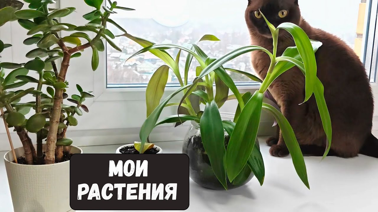 Обзор моих комнатных растений