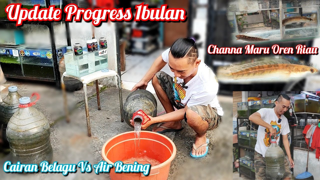 Hasil Progress Galon 1bulan Channa Maru Oren Riau