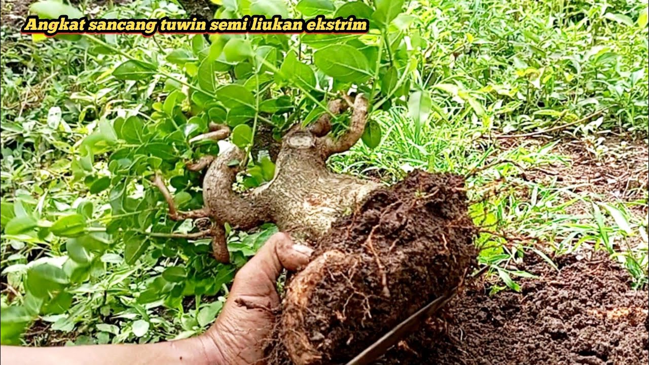 Bongkar rahasia,,,!! Angkat dan tanam di tempat panas tetap subur tanpa setres