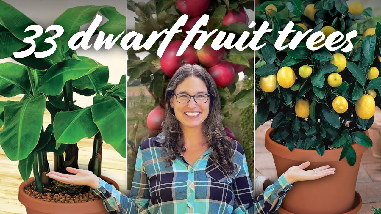 Small Fruit Trees for Small Garden Designs – 33 Ideas!