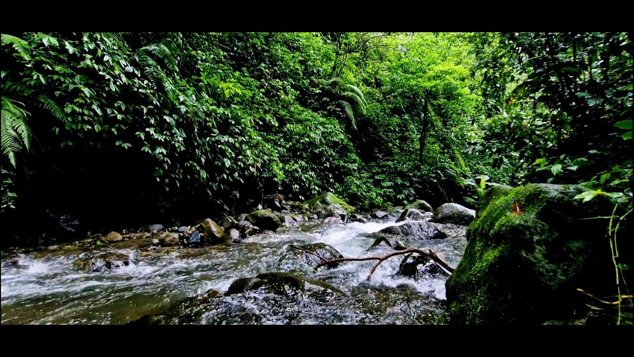 Gentle River Flow with Birds Singing — Calm Nature Sounds for Meditation & Sleep