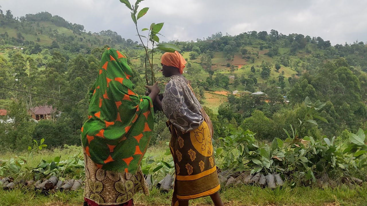 The GiftTrees And Forest Focus Partnership 🤝🌱💚