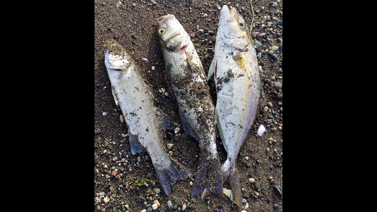 Samandağ'da LRF ile Levrek ve Akya avı (Sea Bass)