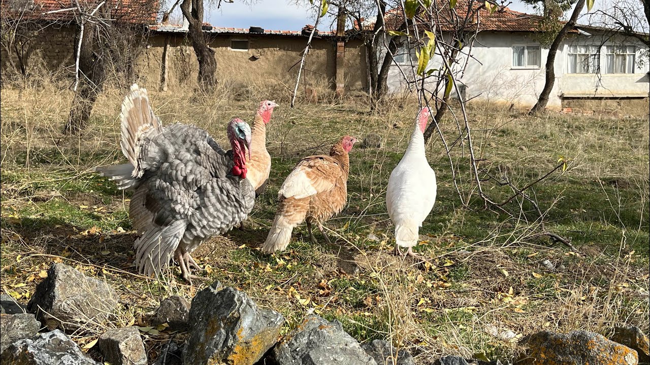 Tüm Kümesler / Rengarenk Hindiler / Salma Papağan Kafesi
