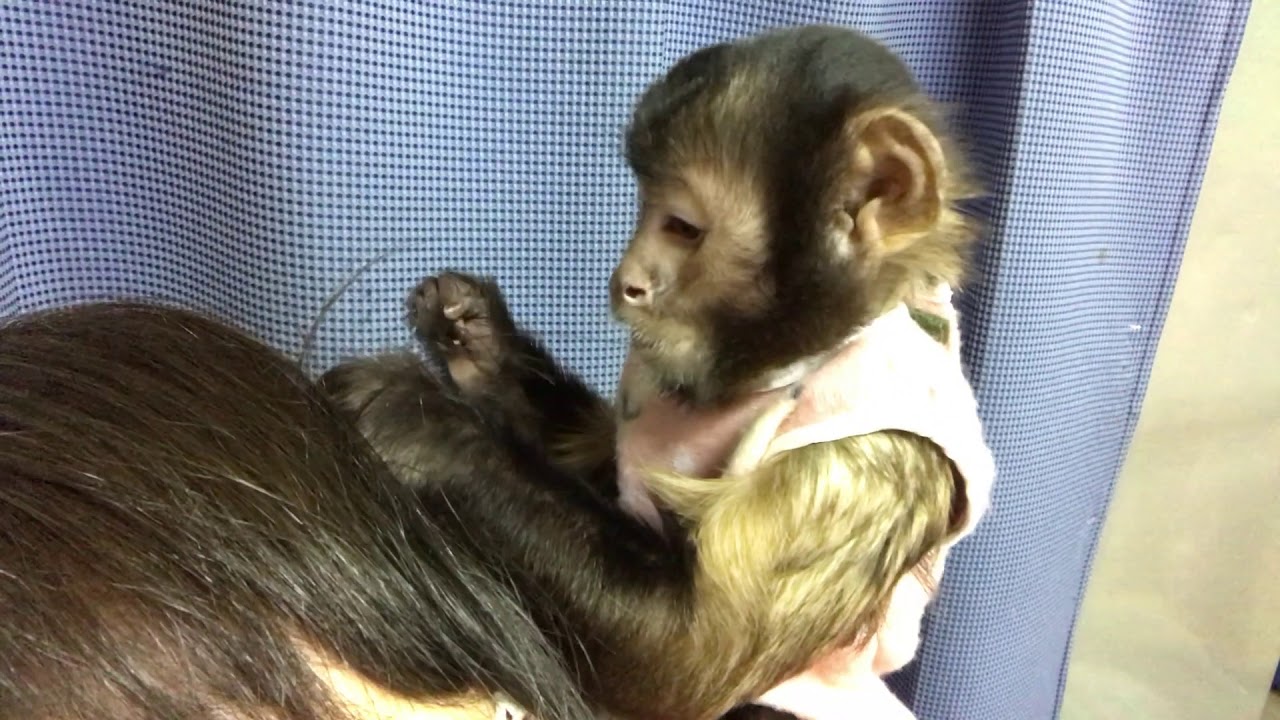 おサルさんの毛づくろい