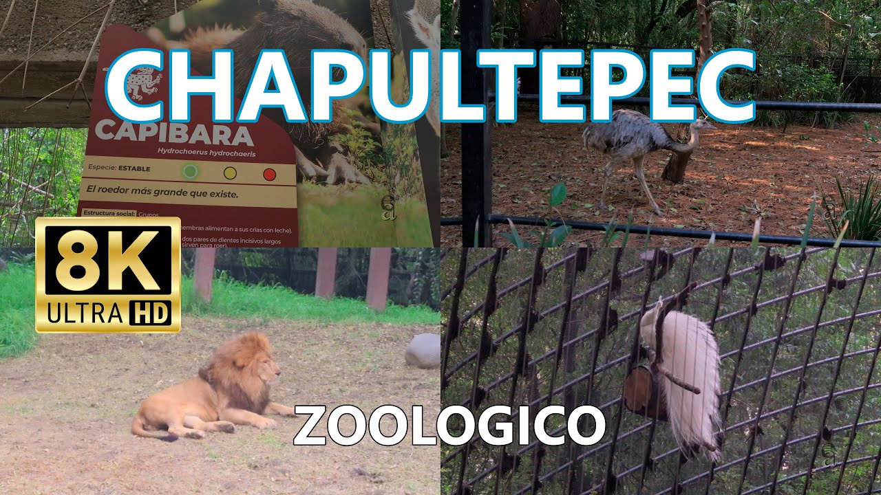 Visitamos el Zoológico de Chapultepec amigos 8K