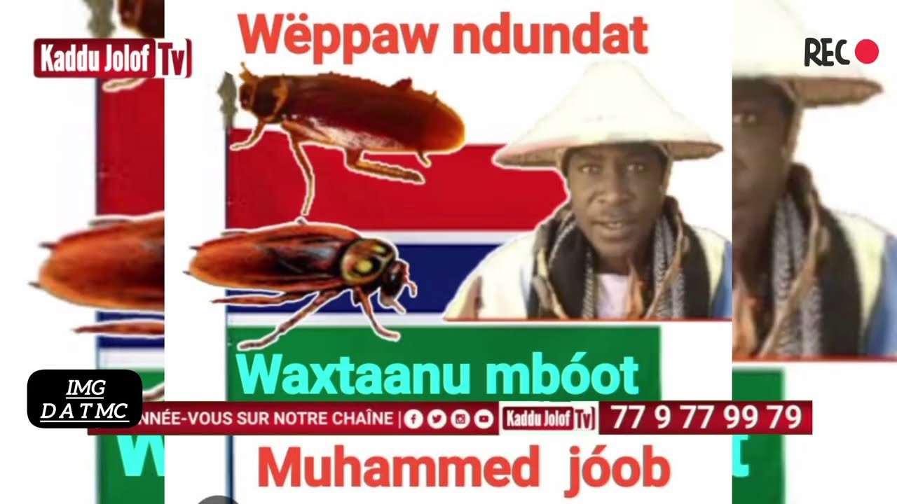 CULTURE-ANIMALE : WËPPAW NUNDAT WAATANU ( Mbôot ) avec Mouhamad joop Farafégné Gambie