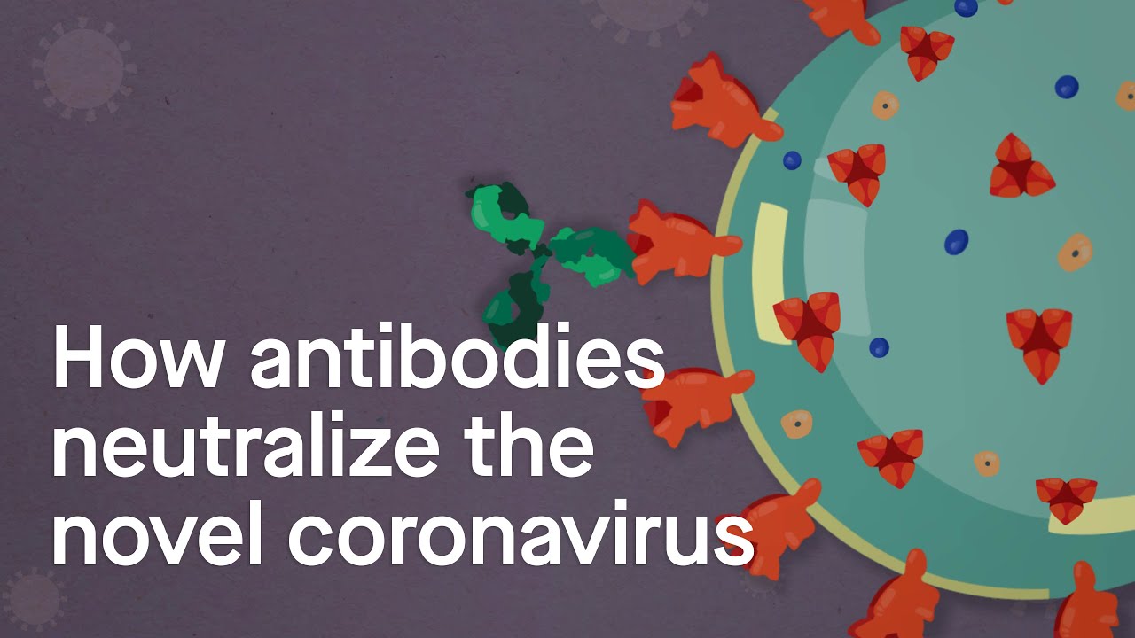 How antibodies neutralize the novel coronavirus: Science, Simplified