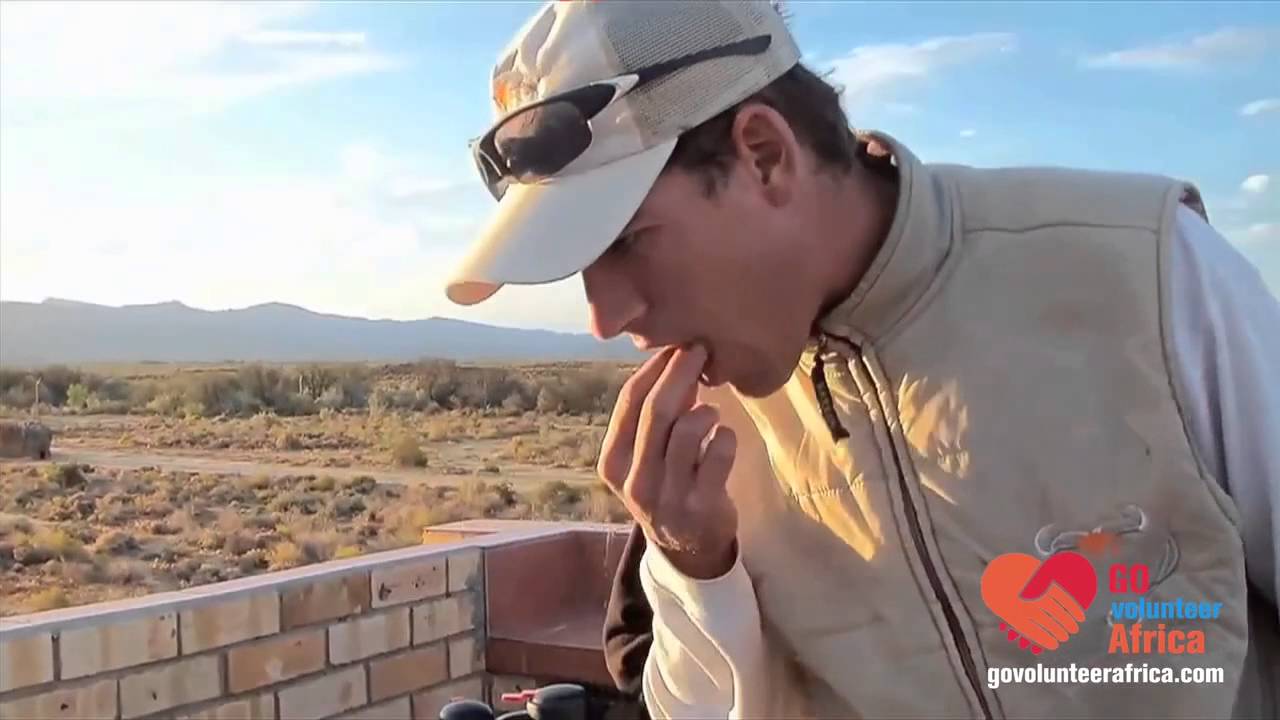 Go Volunteer Africa - Cheetah Outreach - Animals - South Africa