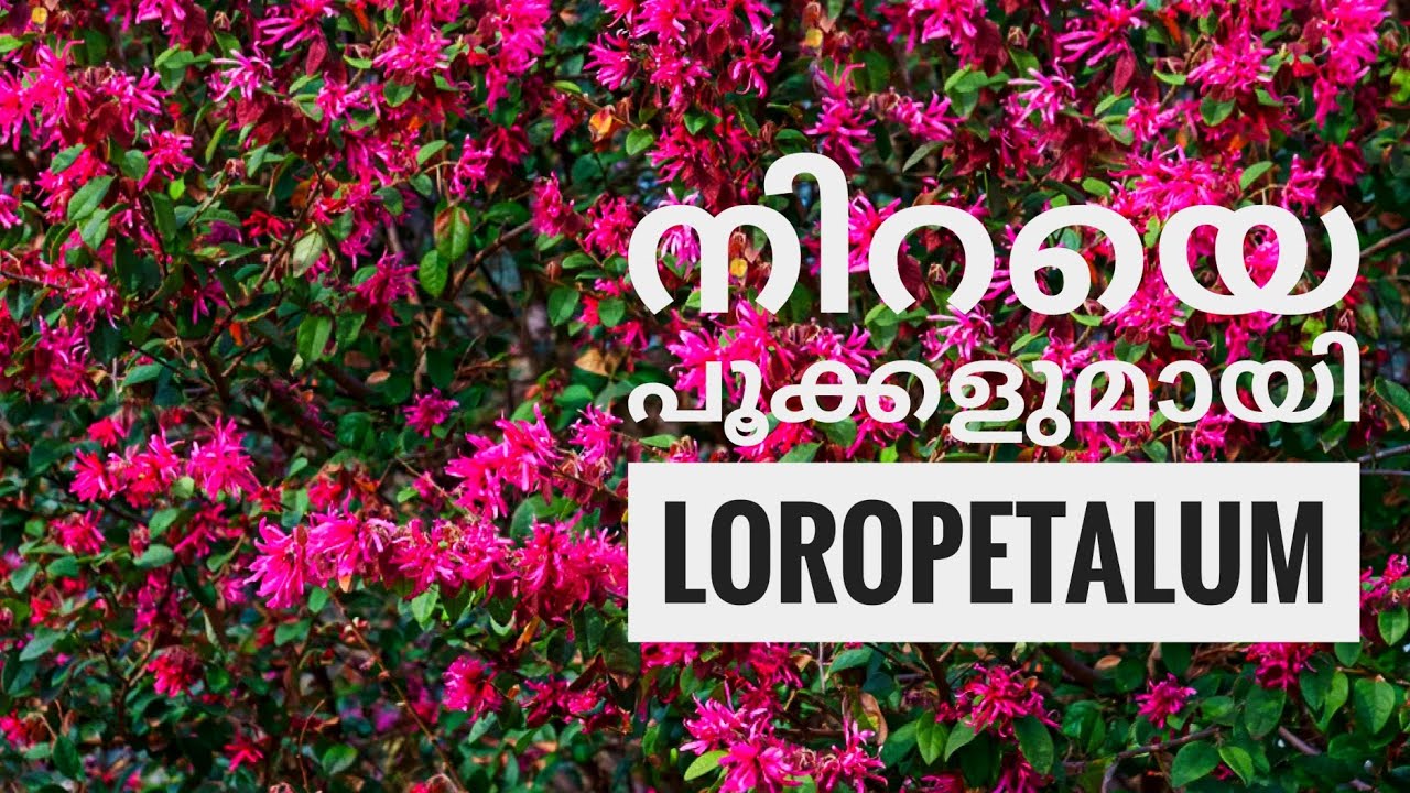 Loropetalum Plant Propagation & Growing Tips