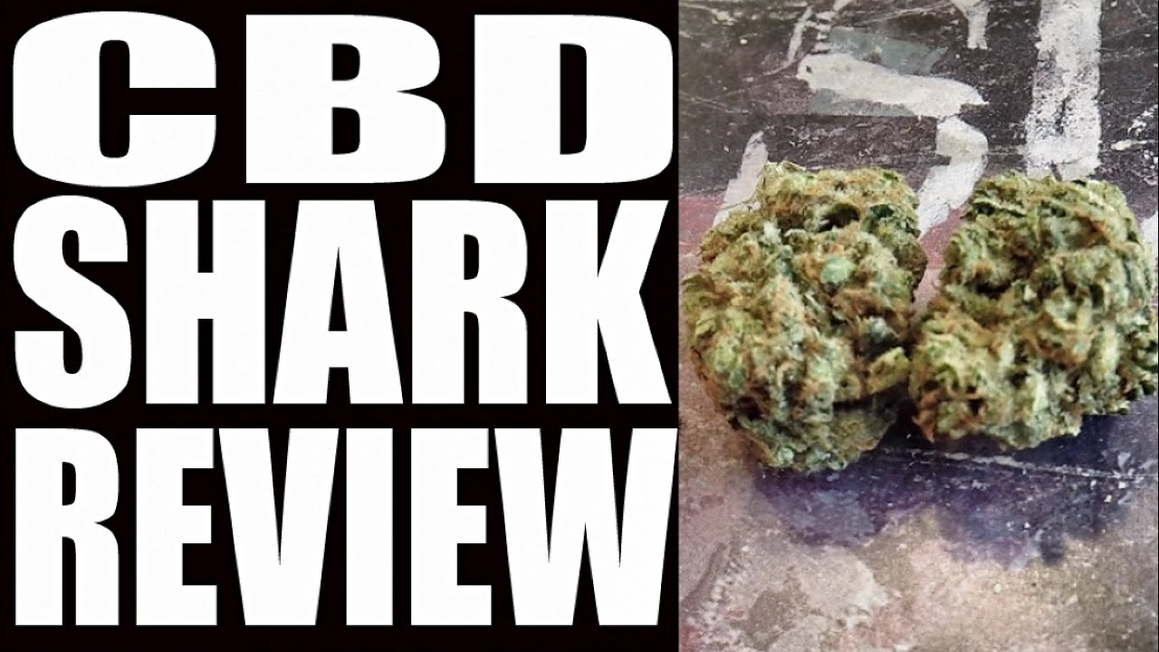 CBD SHARK | STRAIN REVIEW