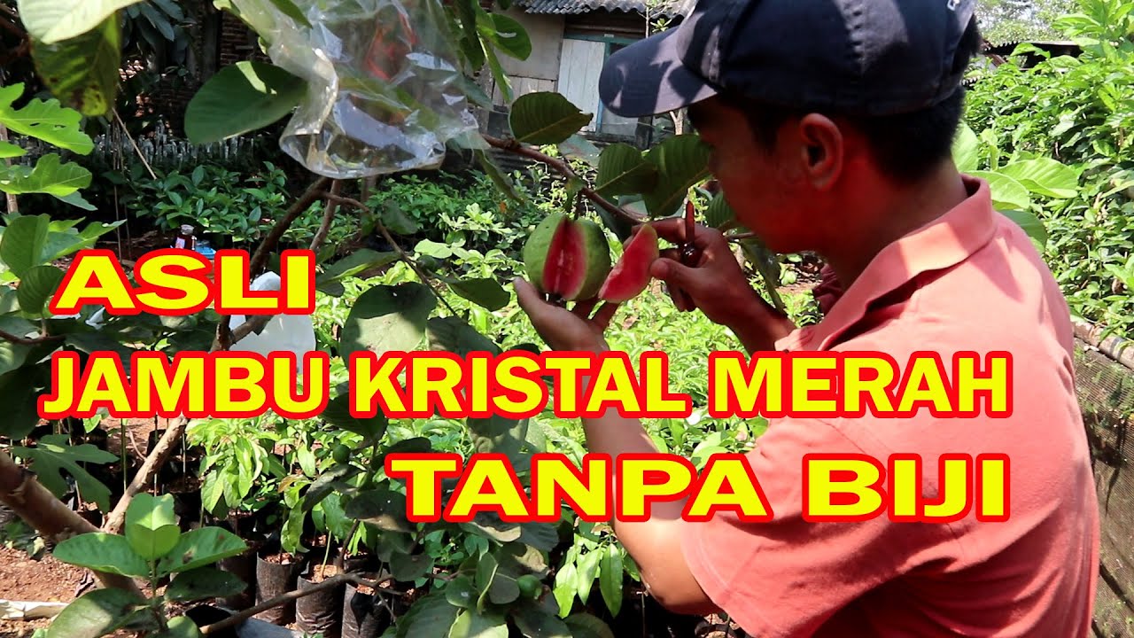 ASLI JAMBU KRISTAL MERAH RED DIAMOND