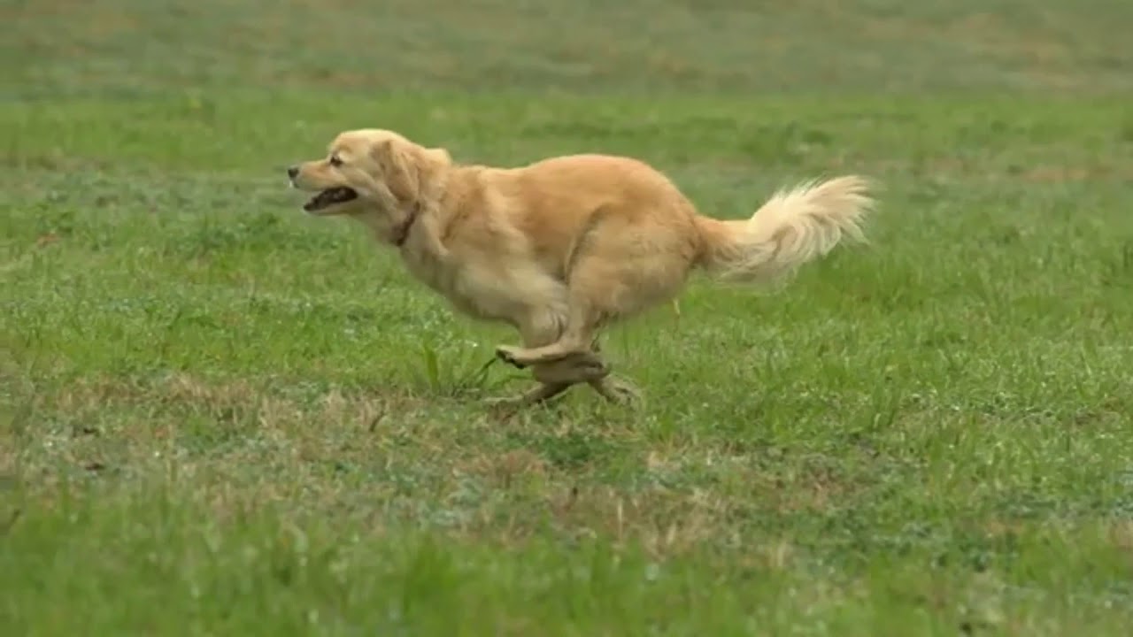 Dog sport music video || no hero’s remix