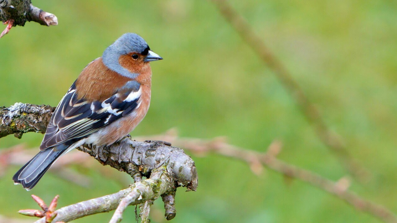 Chaffinch sound