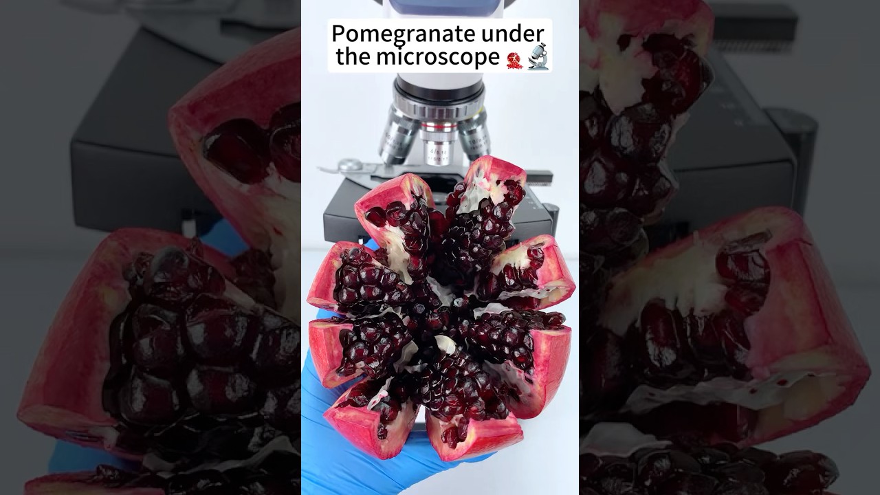 Pomegranate A Hidden World Under the Microscope &ndash; Bacteria Close-Up