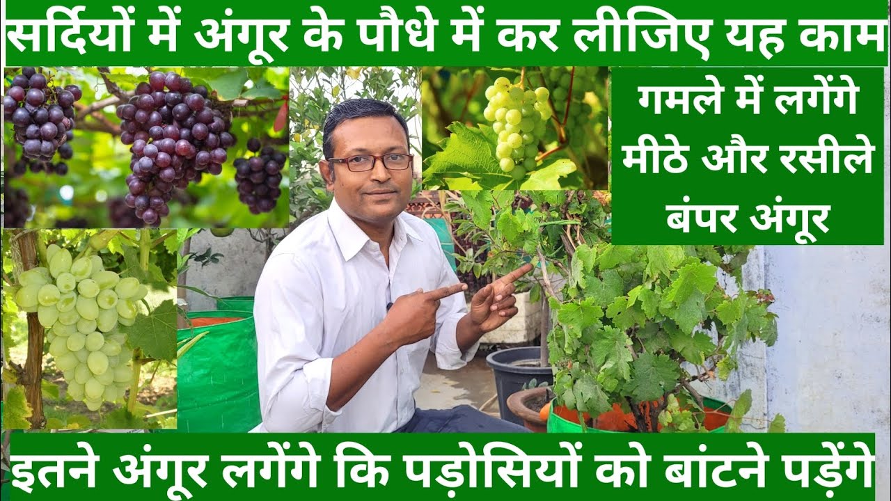 सर्दियों में ऐसे करता हूं अंगूर के पौधे की देखभाल | गमले में लगते हैं बंपर अंगूर | Grape Vines Care