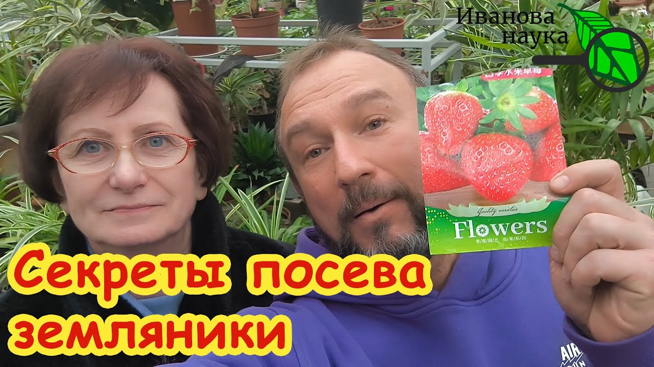 ЗЕМЛЯНИКА (КЛУБНИКА) ИЗ СЕМЯН - ЭТО ОЧЕНЬ ПРОСТО! Как вырастить урожайную клубнику из семян.