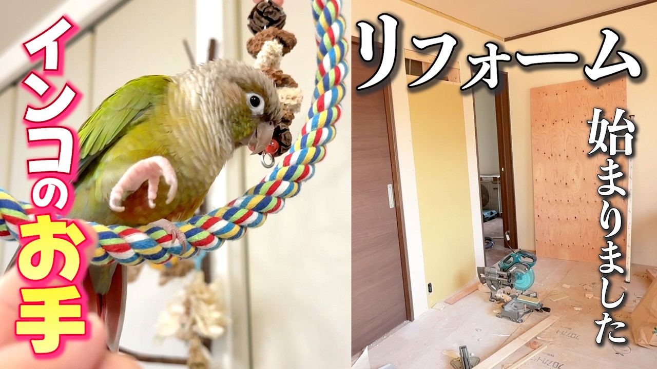 新居のリフォームが始まりました｜お手が可愛いインコ