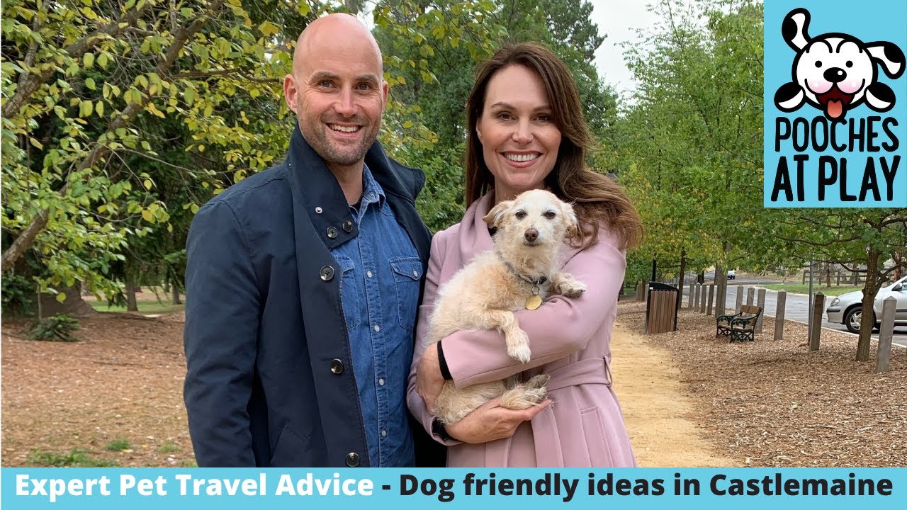 Dog friendly tips for Castlemaine, Victoria: Dog Friendly Travel | S5 Ep1  | Pooches at Play