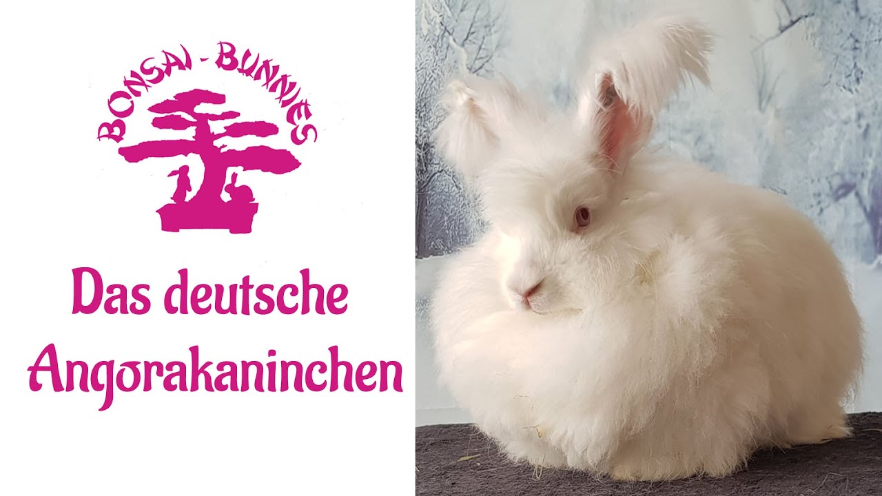 Das deutsche Angorakaninchen