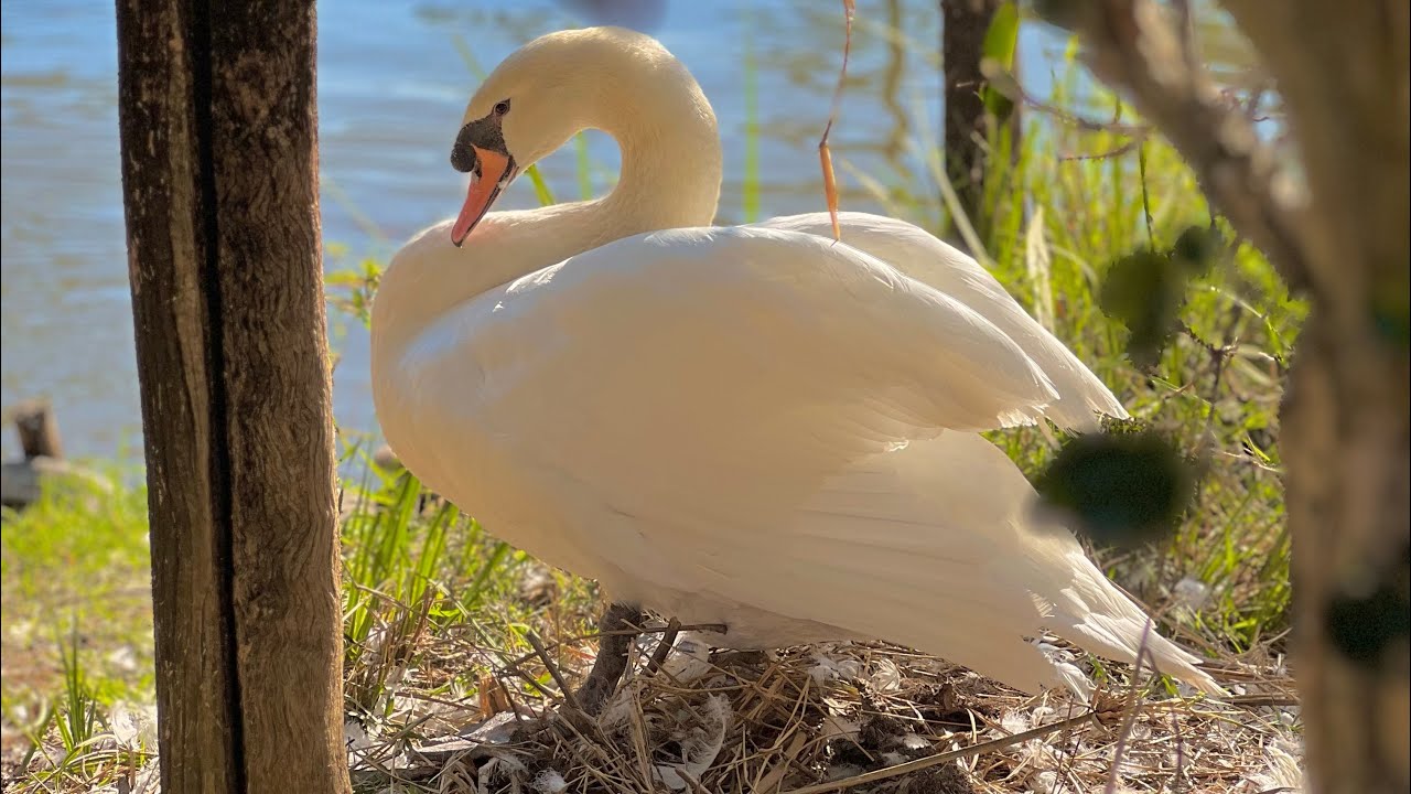 VISITANDO UMA CRIAÇÃO DE AVES AQUÁTICAS COM GUTEJANDO, AVES RECRIAR E QUINTA DO COUTO I Sítio Xavier