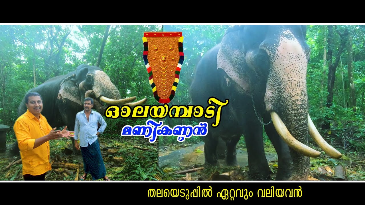 ആനകളിലെ തലയെടുപ്പുള്ള രാജാവ് | മണികണ്ഠൻ  ഓലയമ്പാടി | Elephant kerala | olayambadi manikandan
