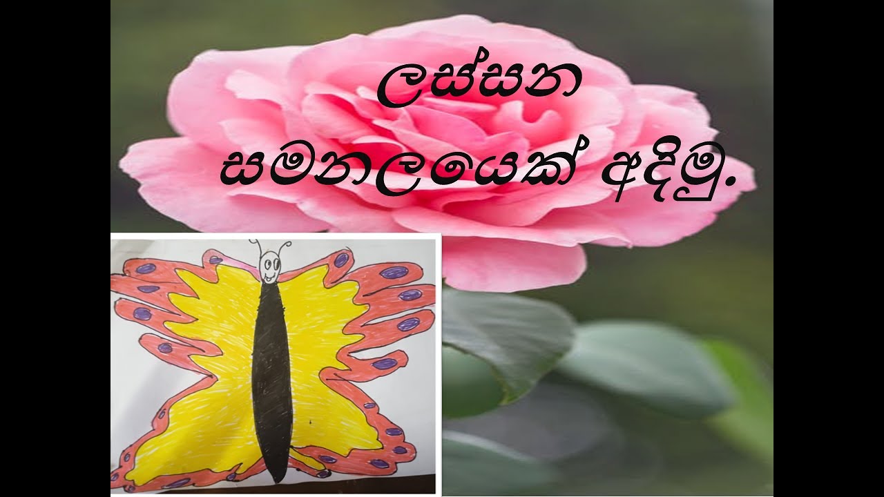 How to draw a beautiful butterfly  |  In Sinhala  |  Tech Gavesh SL