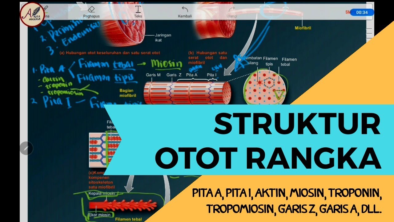 Struktur Otot Rangka : Pita A, Pita I, Aktin, Miosin, Troponin, Tropomiosin, Garis Z, Garis A, dll.