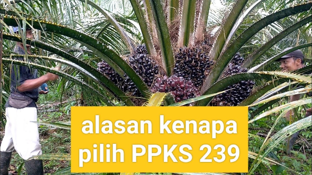 kenapa pilih PPKS 239?