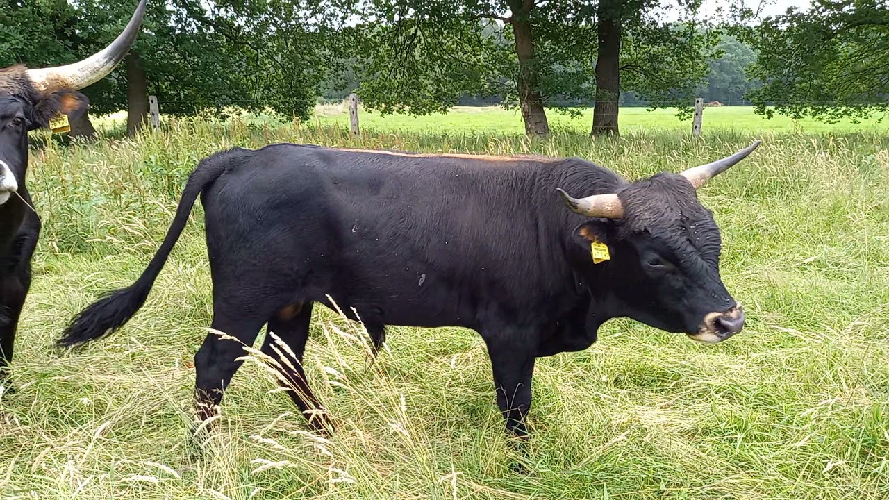Jungbullen auf der Sommerweide