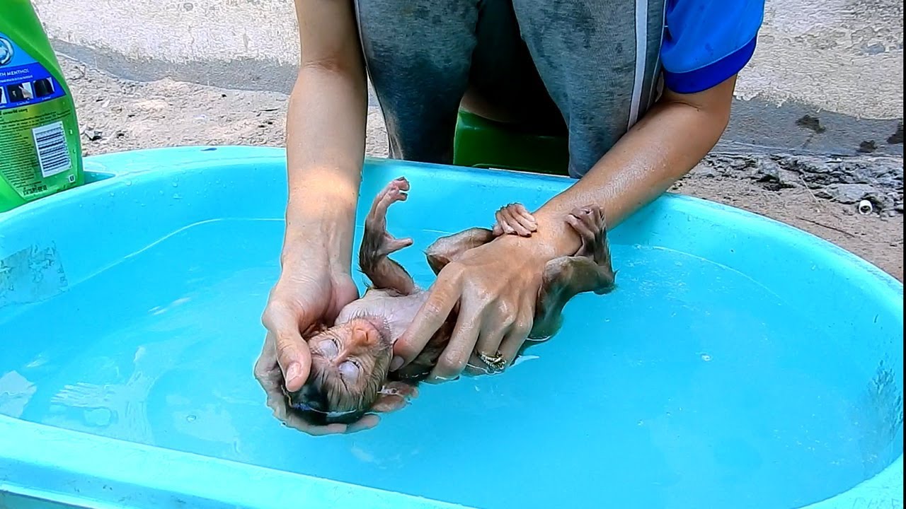 Mom bathing baby monkey Maly, Baby monkey Maly takes a bath first time