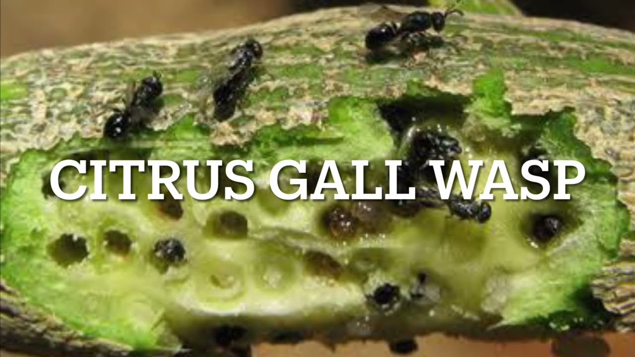 Citrus Gall Wasp on Lemons