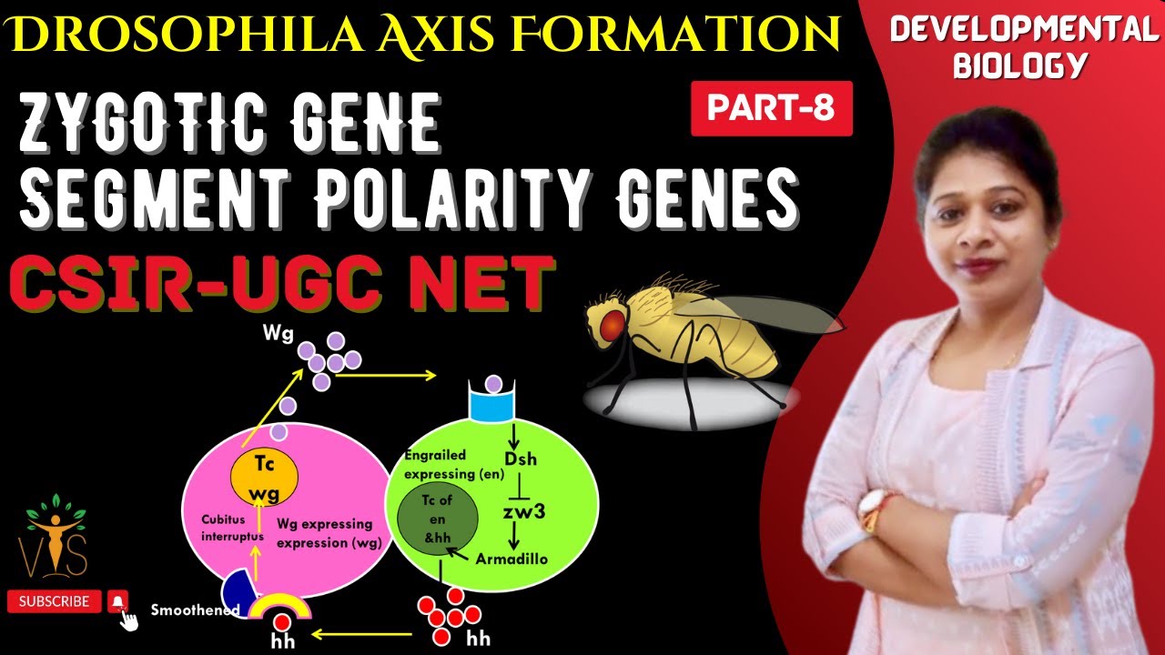 Drosophila Development-8 | Segment Polarity Genes