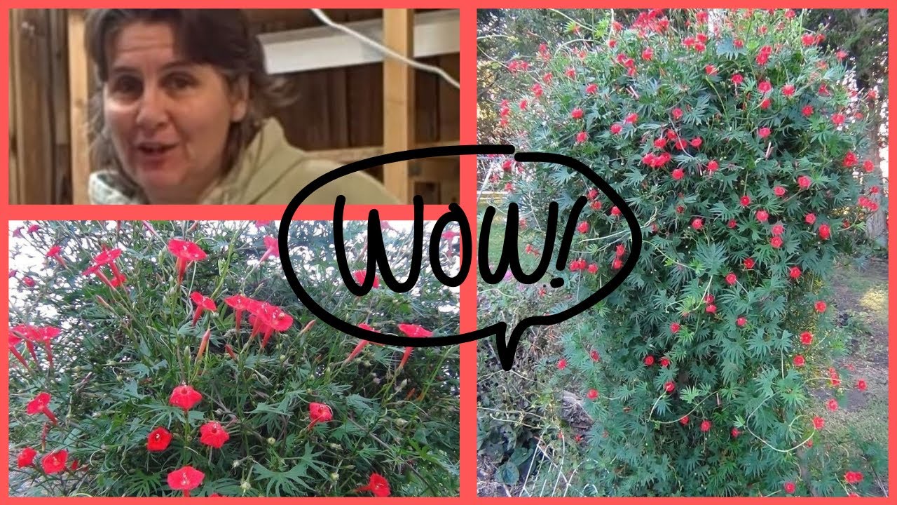 How to Grow The Cardinal Climber Vine-Morning Glory