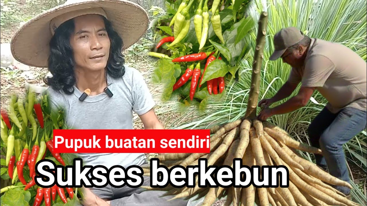 Cara sukses berkebun dengan pupuk buatan sendiri !