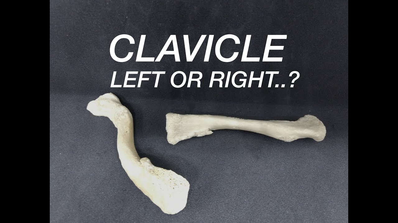 CLAVICLE - SIDE DETERMINATION