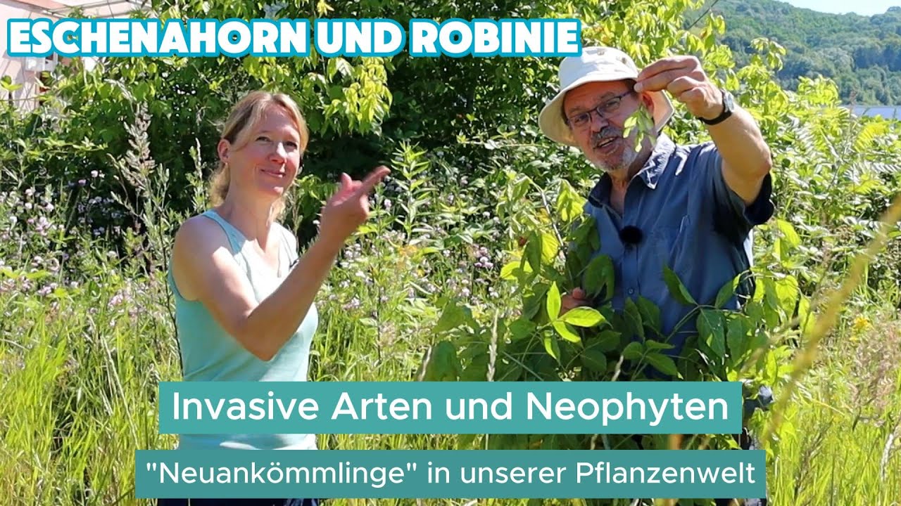 Mache mit! Invasive Arten und Neophyten: Eschenahorn und Robinie