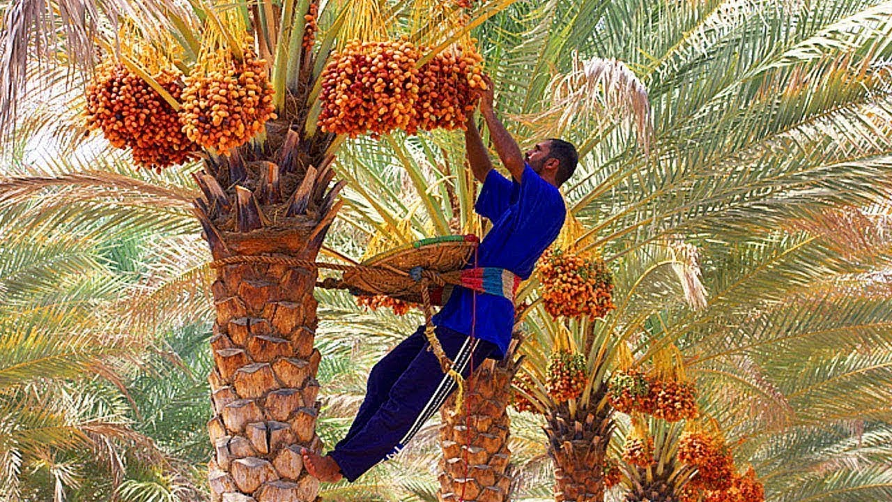 How Dates Palm Harvesting By Shaking Machine - Packing Dates Modern Agricultural Machinery