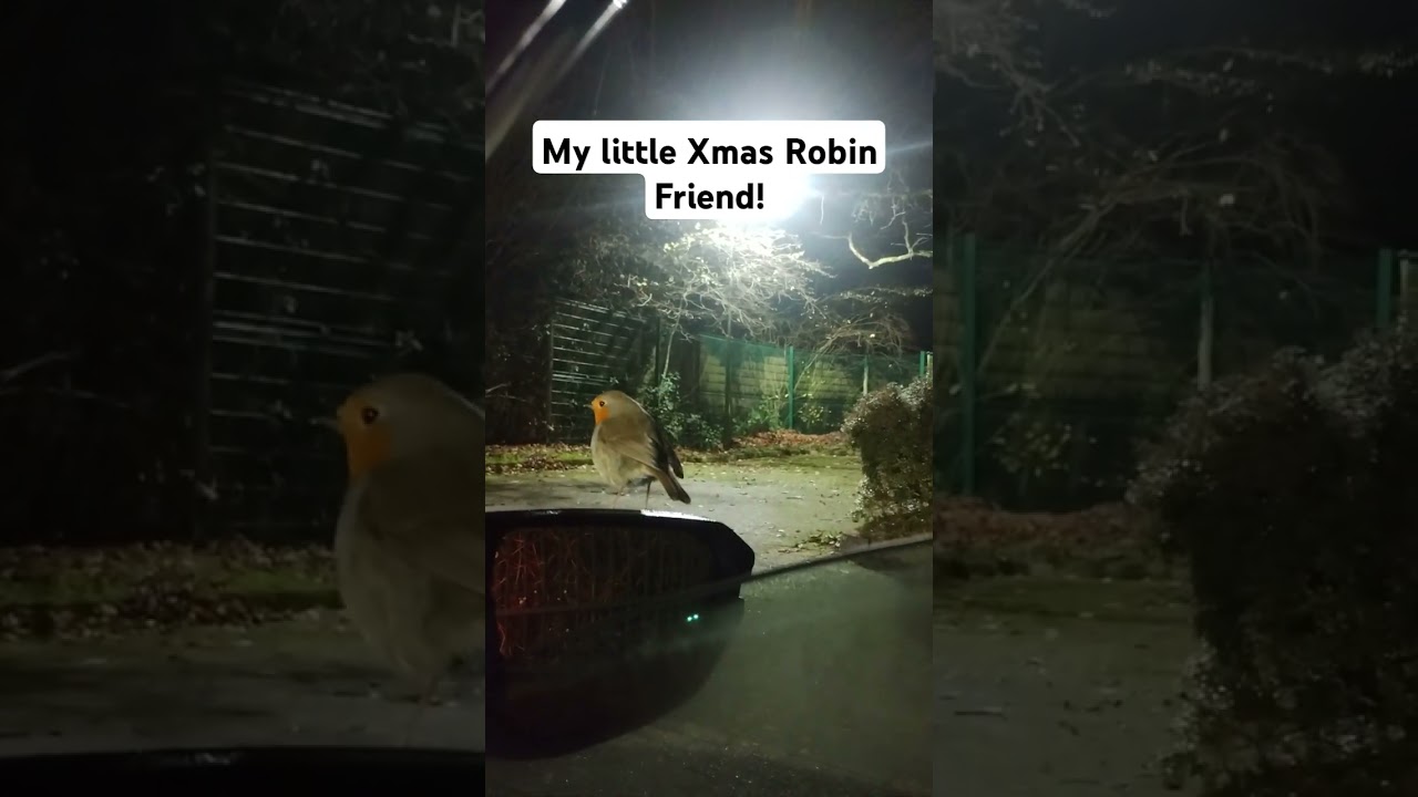 My Xmas Robin Friend